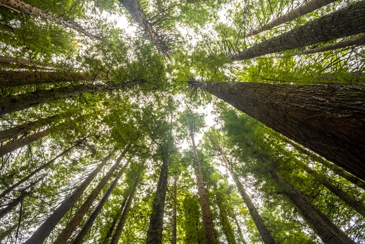 tall redwood trees in the Otways, Victoria, Australia