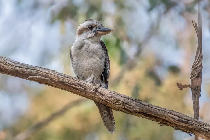 A young laughing kookaburra (Dacelo novaeguineae) perched on a tree in the Strathbogie Ranges, Victoria, Australia.